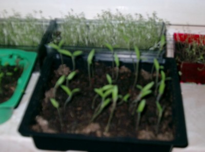 Löwenmaul Tomaten.jpg