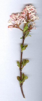 Blume.jpg