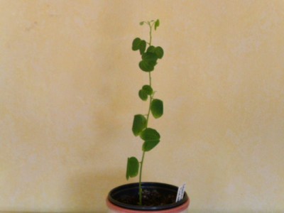 PICT0856.JPG