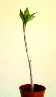 PICT0862.JPG