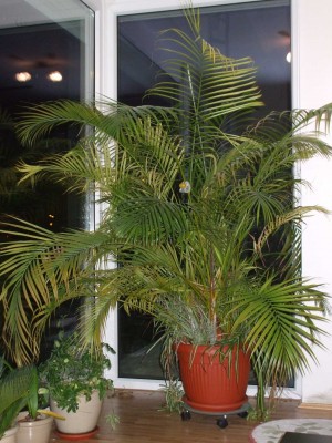 palme.jpg