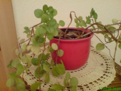 DSC01130.JPG