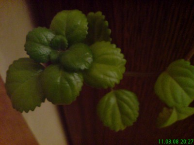 DSC01132.JPG