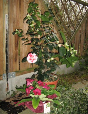 Camellia japonica - General Coletti und Drehfrucht - Streptocarpus Marleen.JPG