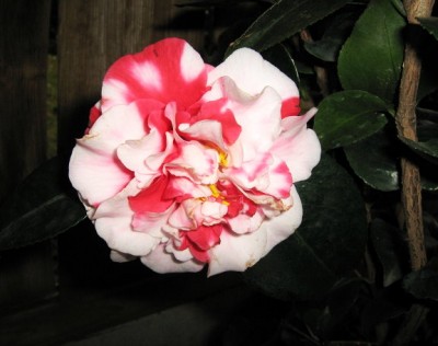 Camellia japonica - General Coletti.JPG