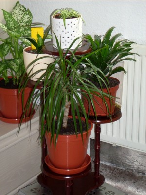 Blumenstaender.JPG