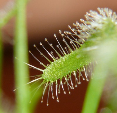 Sonnentau Macro.jpg