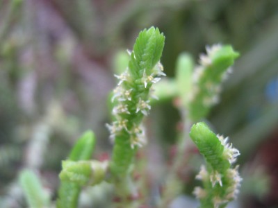 IMG_4333 Crassula.JPG