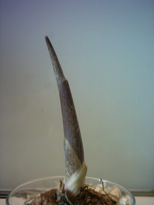 PHOT0004.JPG