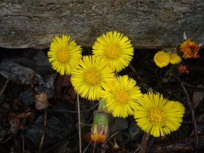 12.03.2008 frühling.jpg