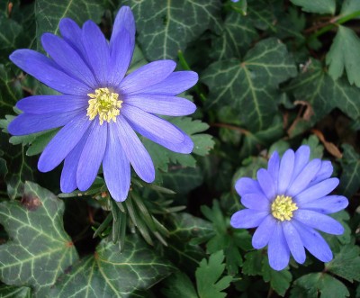 12.03.2008 anemonen.jpg