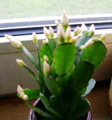PICT0121.JPG