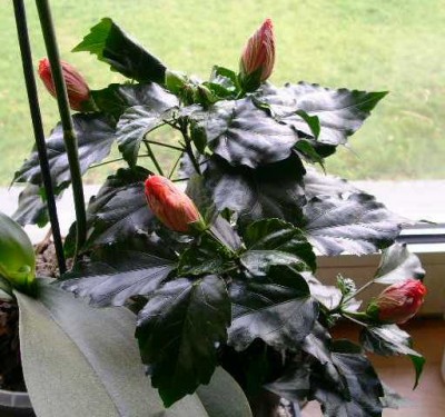 PICT0119.JPG
