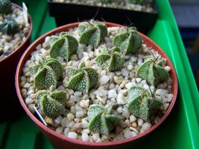 100_1026_800x600.jpg