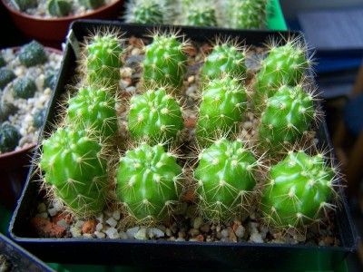 100_1033_800x600.jpg