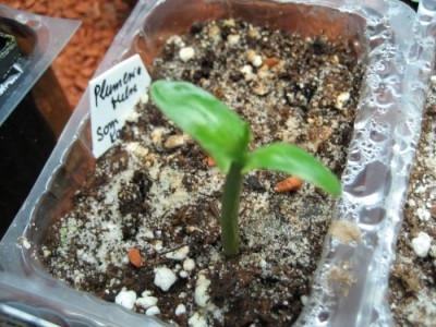 Plumeria Som Karasin.JPG