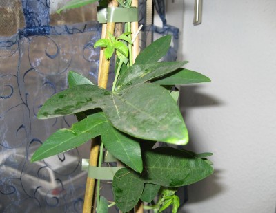 Purple Haze Blatt.JPG