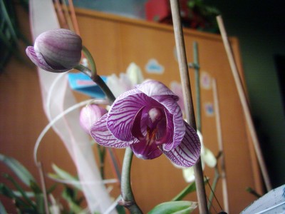 Phalaenopsis Hybride 'Brudblomma' (2).JPG