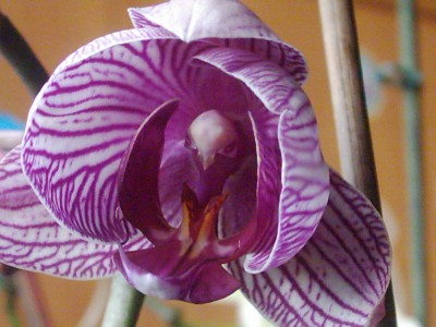 Phalaenopsis Hybride 'Brudblomma'.JPG