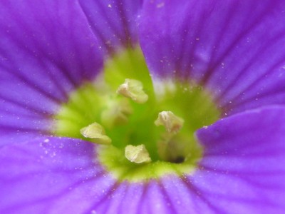 Blaukissen.JPG