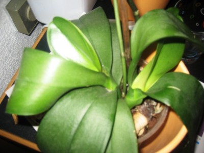 Phal.JPG