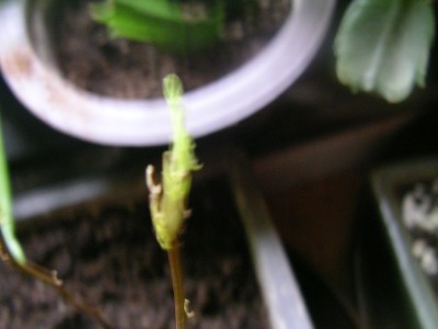 orchideenbaum 001.JPG