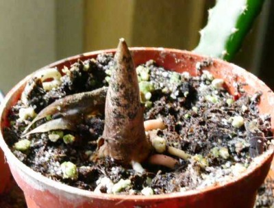 PICT0134.JPG