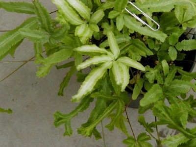 Pteris_cretica.jpg