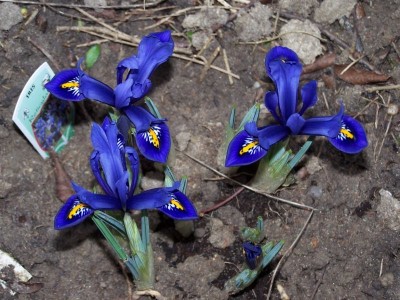 Iris.jpg
