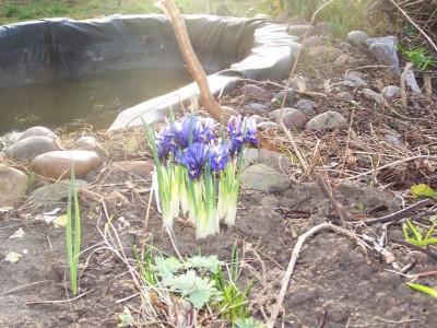 Iris reti.jpg