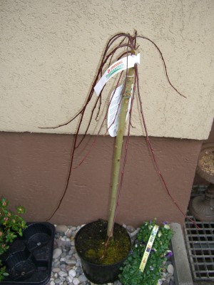 CIMG2532 - Kopie.JPG