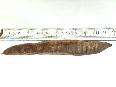 Schote5.jpg