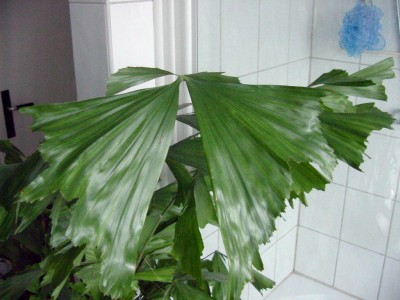 Fischi sollte Schmetterling heißen.jpg