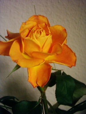 Rose.JPG