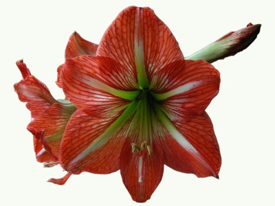 noch eine noname Ama.jpg