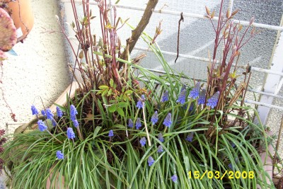 Green2_1214.JPG