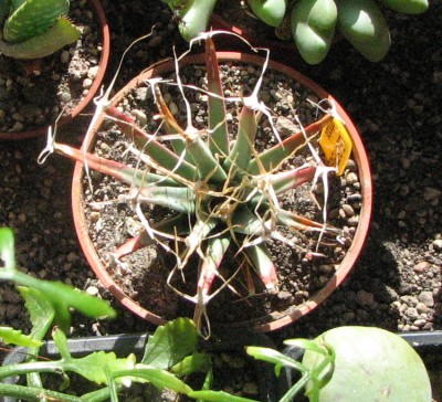 Neu 15.03.08 Leuchtenbergia.jpg