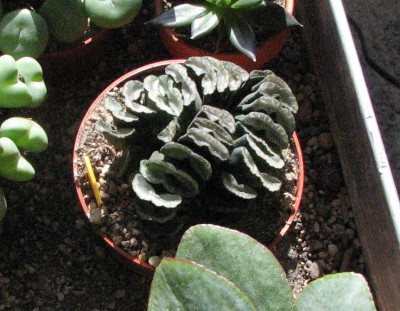 Neu 15.03.08 Haworthia truncata.jpg