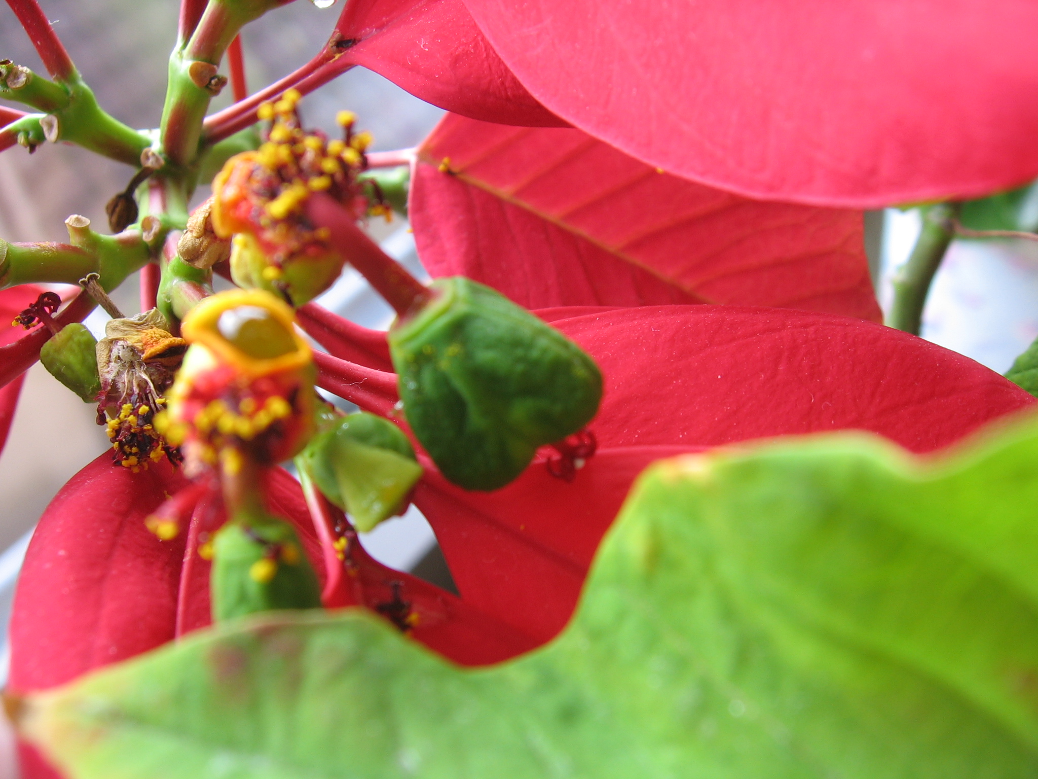 Samen am Weihnachtstern  Samen & Anzucht & Vermehrung  GREEN24 Pflanzen &  Garten Forum