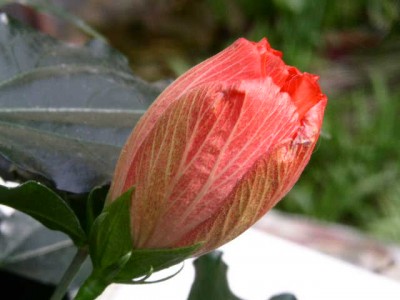 PICT0161.JPG