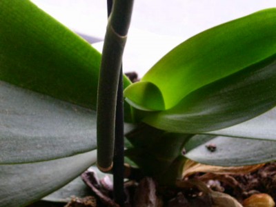 PICT0180.JPG