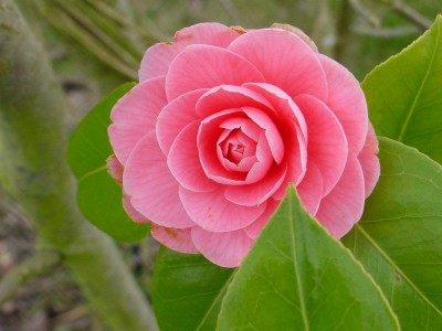 Camelia 0308.jpg