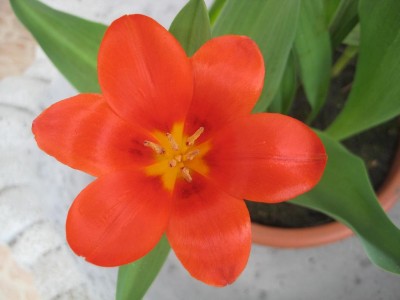 Tulpe.jpg