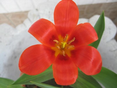 Mtulpe.jpg