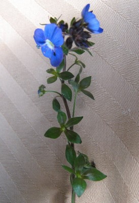 IMG_2117.JPG