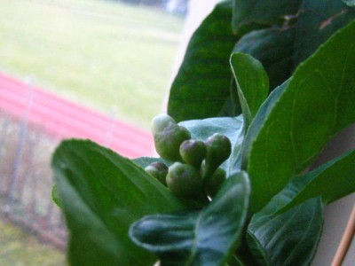 IMG_2511.JPG