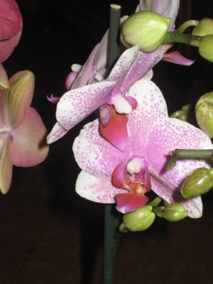 Phal3.jpg