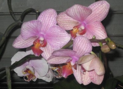 Phal7.jpg