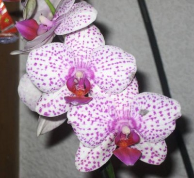 Phal6.jpg