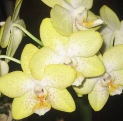Phal5.jpg